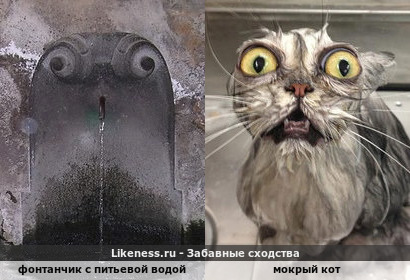 Краник с питьевой водой напомнил мем с мокрым котом