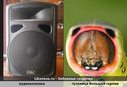 Аудиоколонка и гусеница большой гарпии
