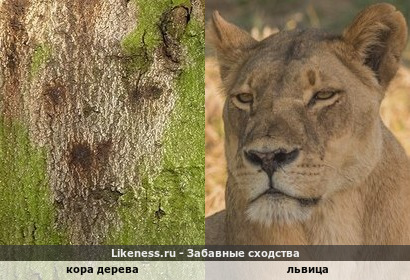 Кора дерева и морда львицы