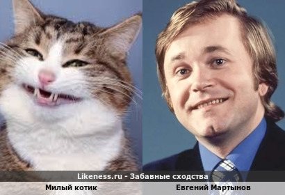 Милый котик похож на Евгения Мартынова