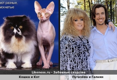 Кошка и Кот похож на Пугачёву и Галкина
