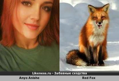 Anyo Anishe напоминает Red Fox