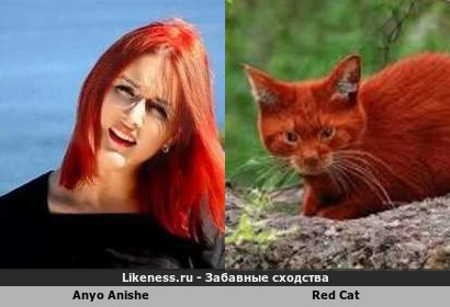 Anyo Anishe напоминает Red Cat