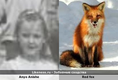 Anyo Anishe напоминает Red fox