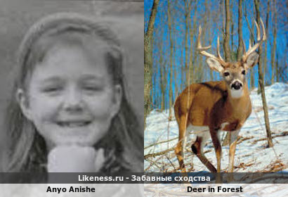 Anyo Anishe напоминает Deer in Forest