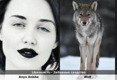Anyo Anishe напоминает Wolf