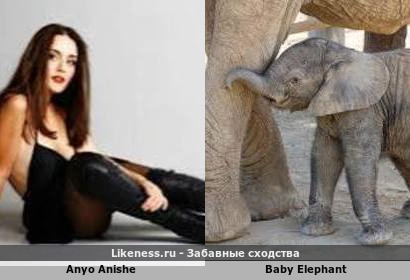 Anyo Anishe напоминает Baby Elephant