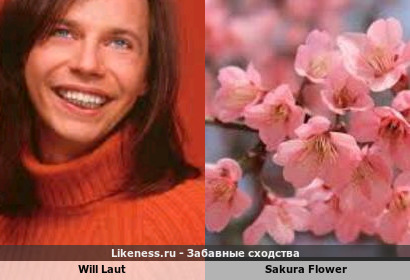 Will Laut напоминает Sakura Flower