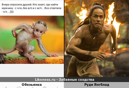Обезьянка напоминает Руди Янгблада