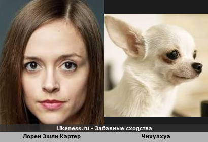 Лорен Эшли Картер:"Обожаю Чихуахуа!"