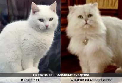 Белый Кот похож на Снежа Из Стюарта Литтл