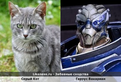 Серый Кот похож Гарруса Вакариана