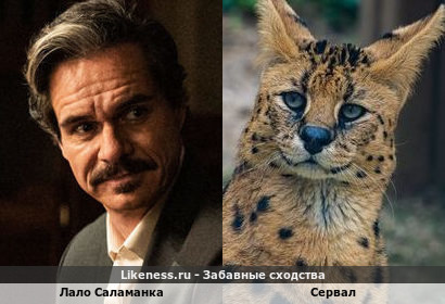 Лало Саламанка напоминает сервала