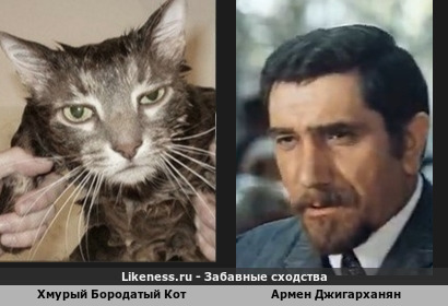 Хмурый Бородатый Кот похож на Армена Джигарханяна