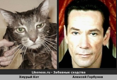 Хмурый Кот похож на Алексея Горбунова (1-ый вариант)