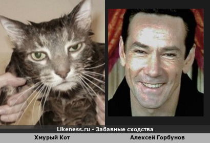 Хмурый Кот похож на Алексея Горбунова (2-ой вариант)