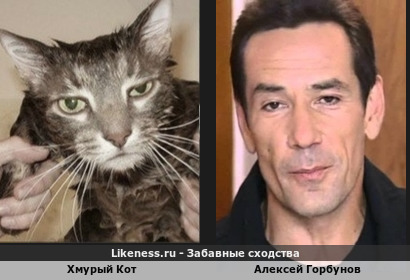 Хмурый Кот похож на Алексея Горбунова (3-ий вариант)