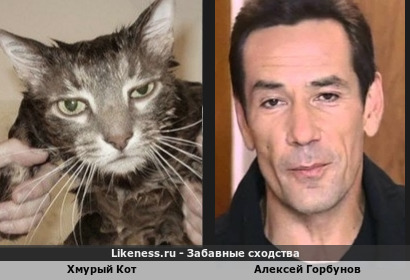 Хмурый Кот похож на Алексея Горбунова (4-ый вариант)