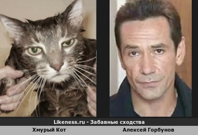 Хмурый Кот похож на Алексея Горбунова (3-ий вариант)