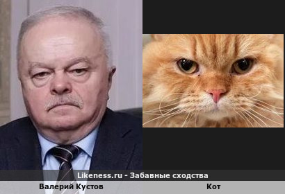 Валерий Кустов похож на Кот