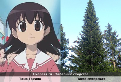 Томо Такино напоминает на пихту сибирскую