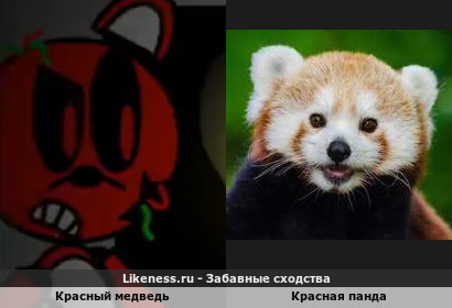 Красный медведь напоминает красную панда