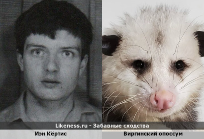 Иэн Кёртис напоминает Виргинского Опоссума