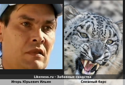 Игорь Юрьевич Ильин напоминает снежного барса