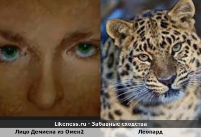Лицо Демиена из Омен2 напоминает Леопарда