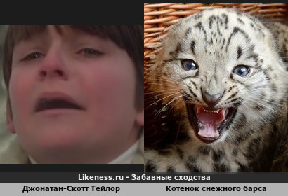 Джонатан-Скотт Тейлор похож на Котенок снежного барса