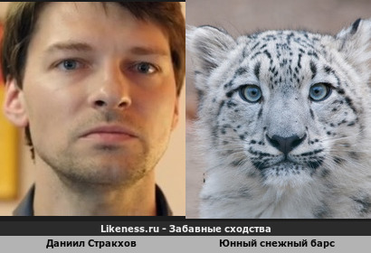 Даниил Стракхов напоминает юнный снежный барса