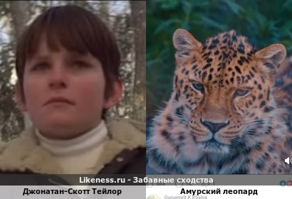 Джонатан-Скотт Тейлор похож на Амурского Леопарда