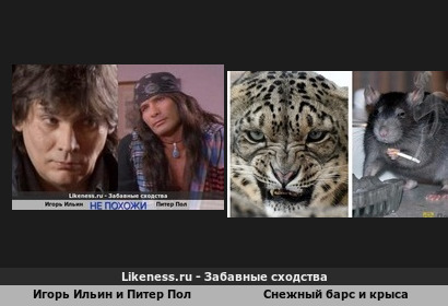 Игорь Ильин АНТИПОД Питера Пола, так же как Ирбис АНТИПОД крысы!