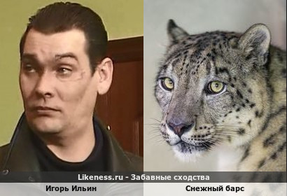 Игорь Ильин ПОХОЖ на снежного барса