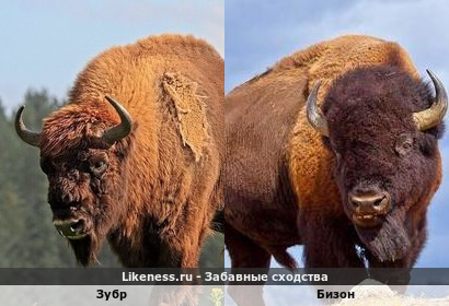 Зубр напоминает Бизона