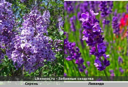 Сирень похожа на Лаванду