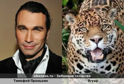 Тимофей Пронькин похож на Ягуара
