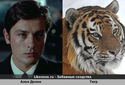 Ален Делон похож на Тигра
