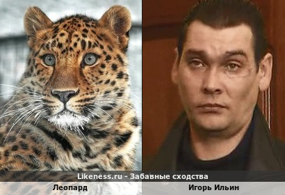 Леопард напоминает Игоря Ильина