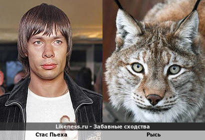 Стас Пьеха похож на Рысь