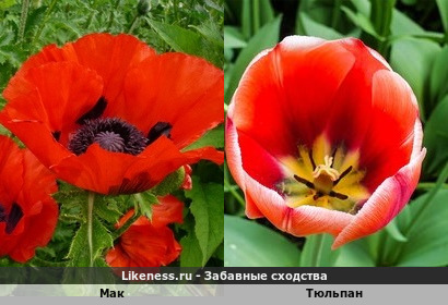 Мак напоминает тюльпан