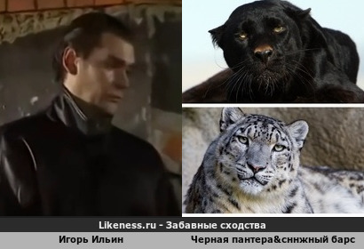 Игорь Ильин похож на Черную пантера&amp;снежный барс