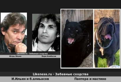 Игорь Ильин так же "похож" с Бари Алибасовым, как Пантера с мастино