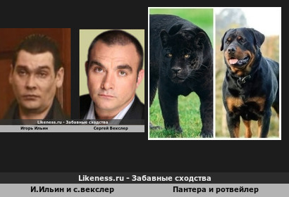 Это "сходство" равно "сходству" Пантеры и ротвейлера