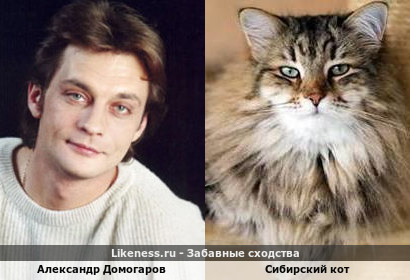 Александр Домогаров похож на Сибирского Кота