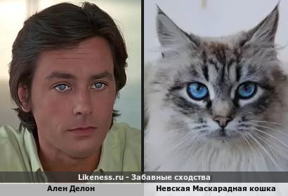 Ален Делон похож на Невскую Маскарадная кошка