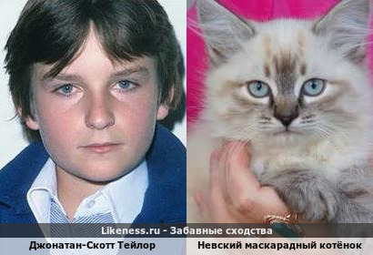 Джонатан-Скотт Тейлор похож на Невского маскарадный котёнок