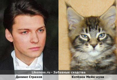 Даниил Страхов похож на Котёнок Мейн-Куна