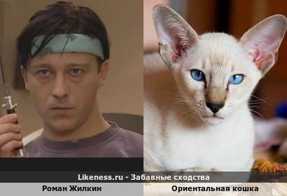 Роман Жилкин напоминает ориентальную кошку