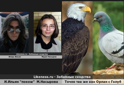 Игорь Ильин категорически НЕ похож Мурата Насырова Точного так же как орлан с голубем